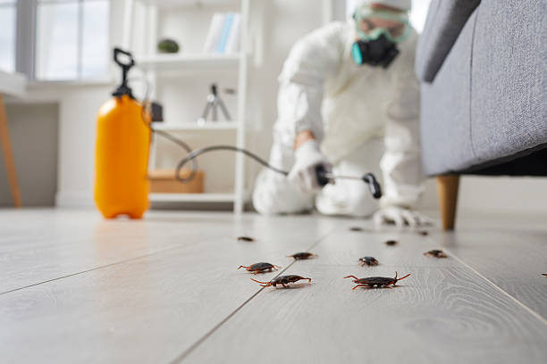 Commercial Kitchen Cockroach Control in Naples
